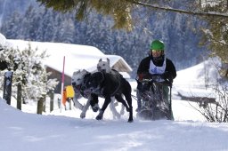 Lenk 2013
